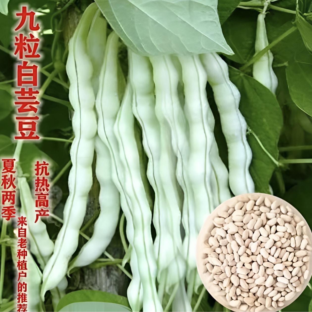 【九粒白芸豆种子】四季架豆高产老来白不老豆角籽压趴架摘不败