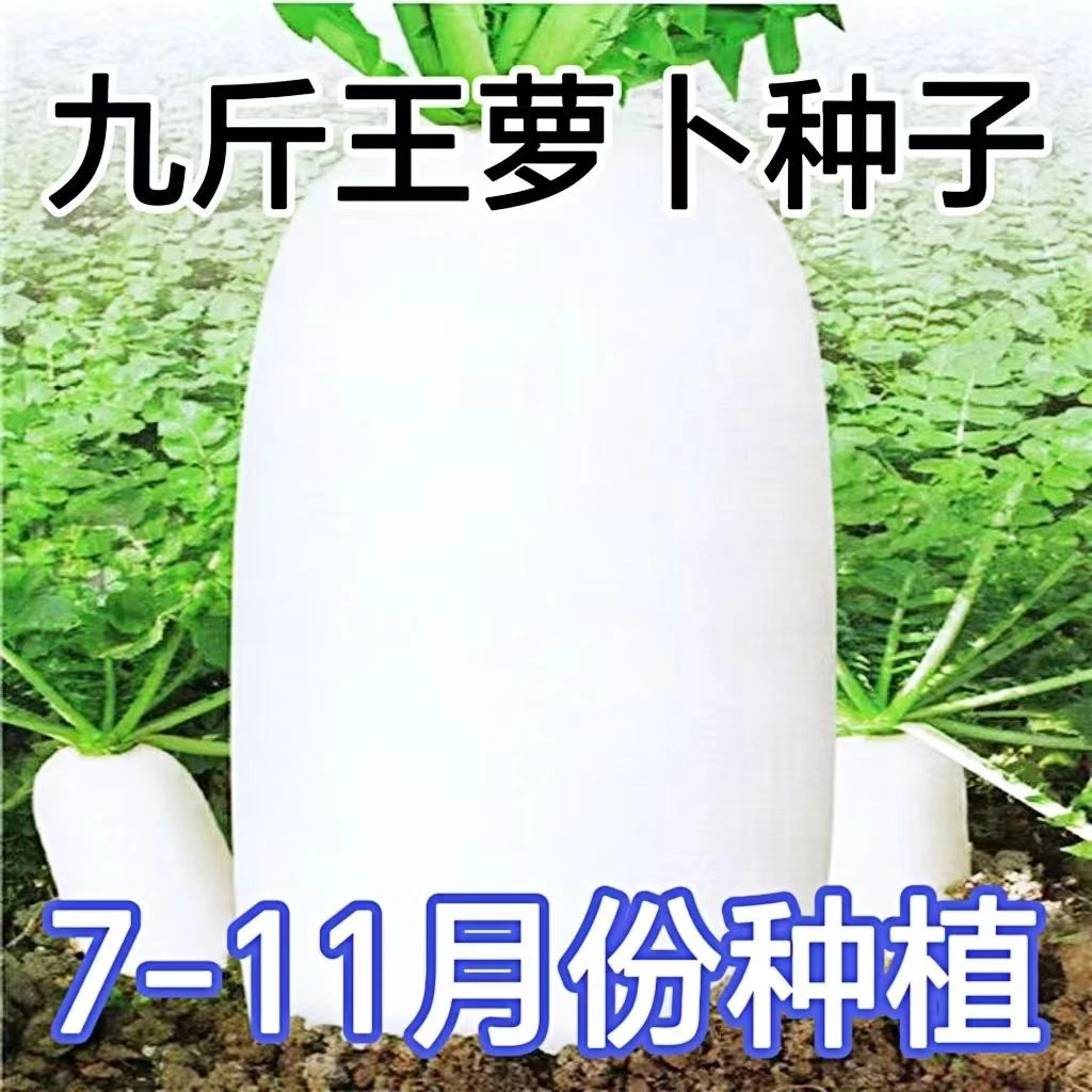 【九斤王白萝卜种子】春不老萝卜种子春秋播种大白萝卜种子