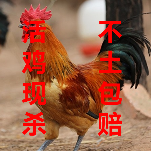 黑脚雪山草母鸡竹林跑地鸡150天