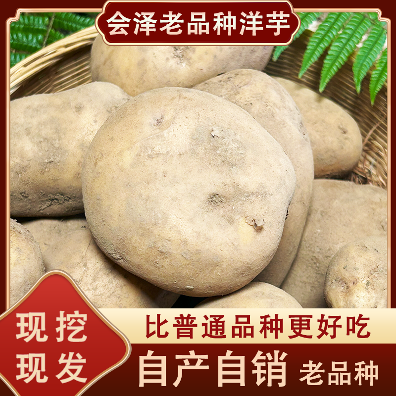 云南土豆特产新鲜现挖大白洋芋粉糯香甜高淀粉农家高山原汁原味