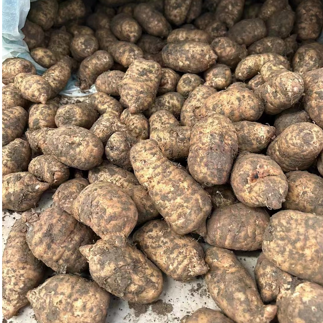 鲜天麻】云南鲜天麻500克