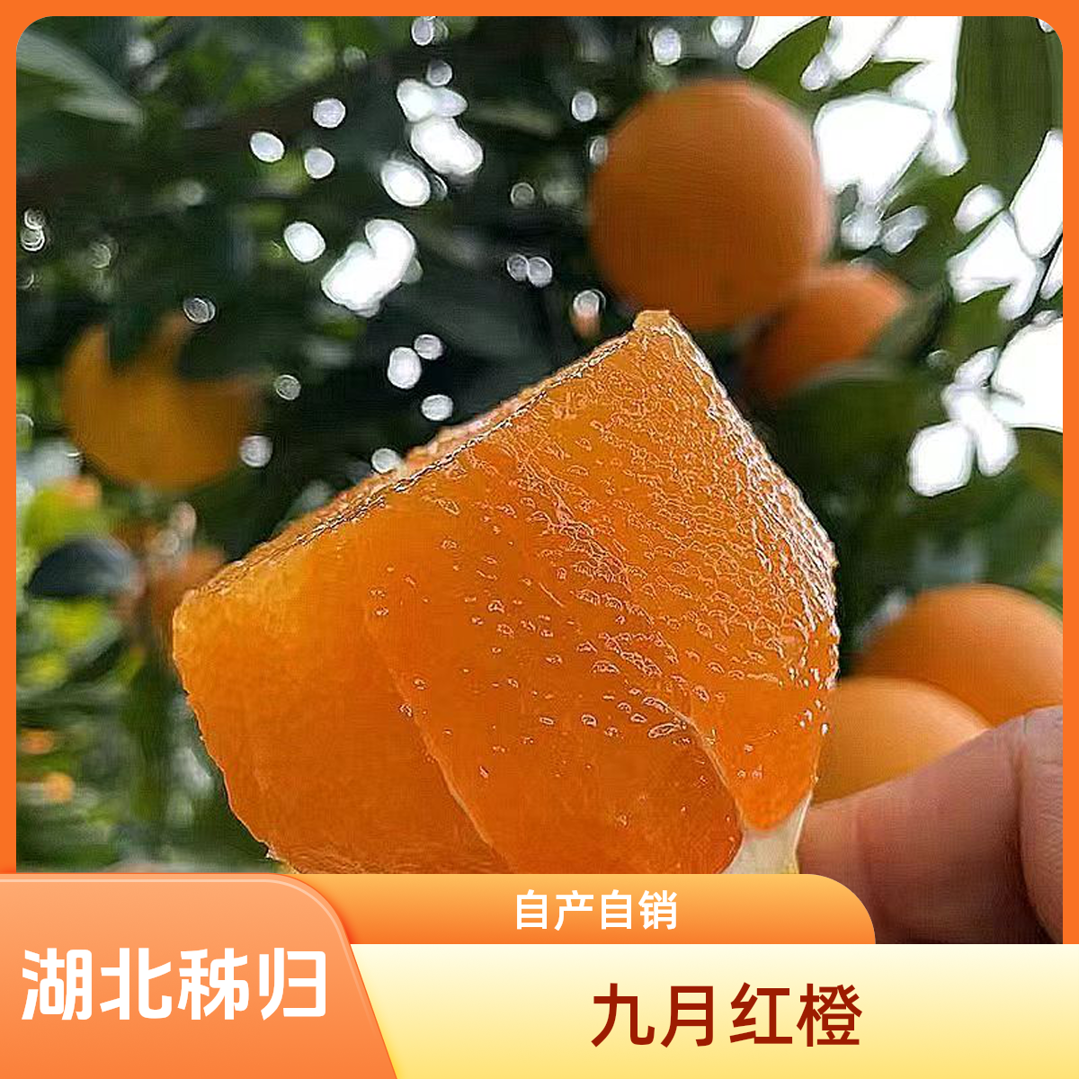 湖北秭归九月红果冻橙多汁化渣新鲜果园现摘直发精品九月红橙子