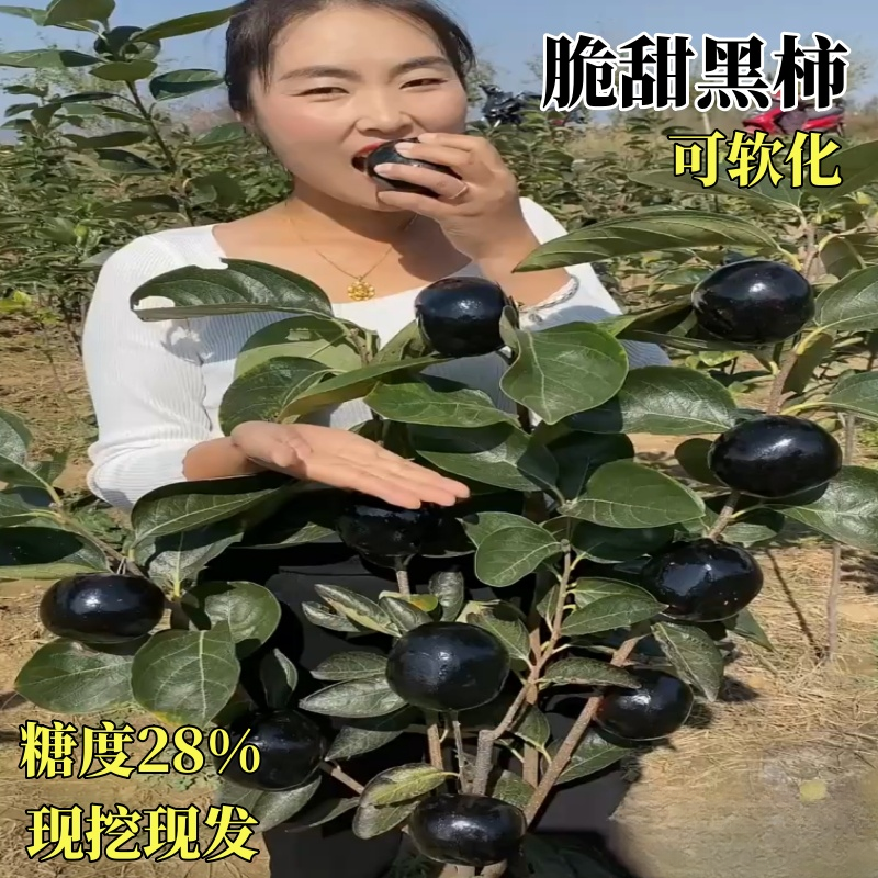 嫁接黑柿子树苗南方北方种植柿子苗树地栽四季种易活