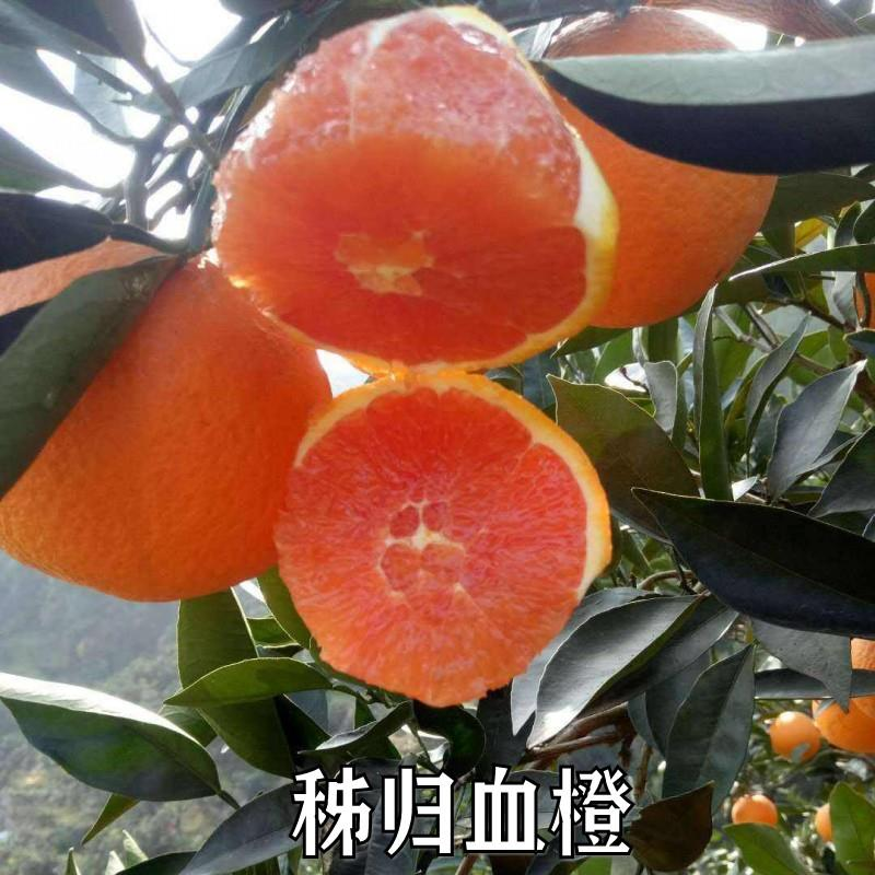 新品种果树苗脐橙嫁接苗橙子树苗全红心血橙苗秭归血橙苗当年结果