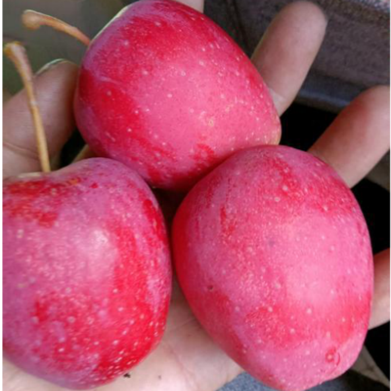 2-3年苗买1送2】鸡心海棠果树苗嫁接小苹果树苗南北方地栽盆栽种植