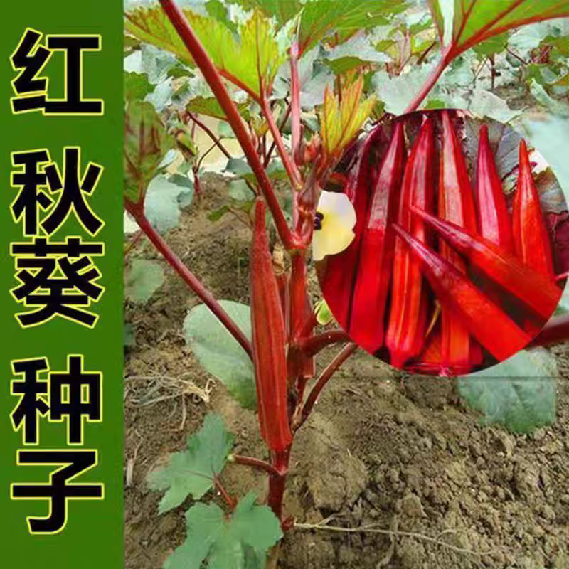 红秋葵种子秋葵种子家庭种植四季红绿秋葵阳台盆栽易种易活