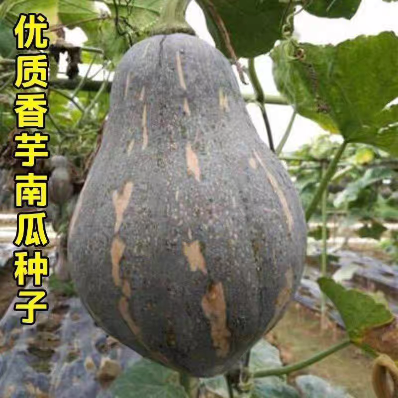 【香芋南瓜种子】软糯香甜南瓜种子地爬搭架春播秋播南瓜种子阳台