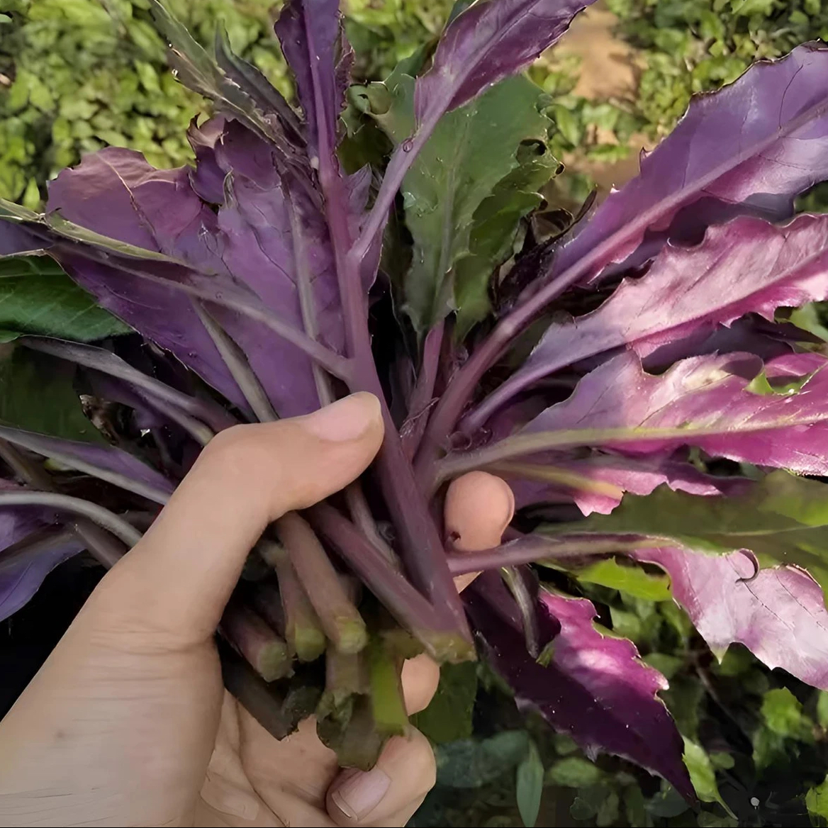 【紫背天葵种子】血皮菜紫背菜种子四季夏季春季简单