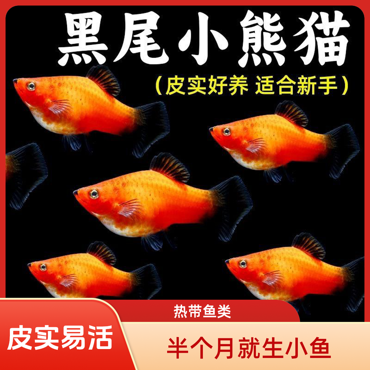 黑尾米奇孔雀鱼小熊猫新手热带鱼小而美耐活好养小型热带鱼