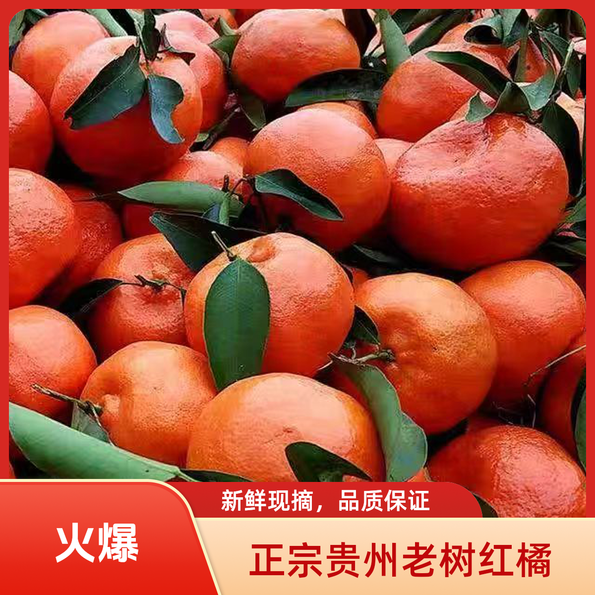 正宗贵州高山老树红橘橘子余庆红金橘现摘现发孕妇水果产地直发