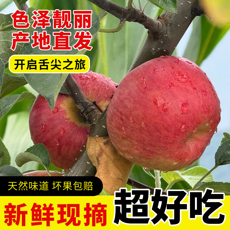 正宗昭通冰糖心红富士苹果  5斤 9斤现摘现发 嘎嘣脆 嘎嘣甜
