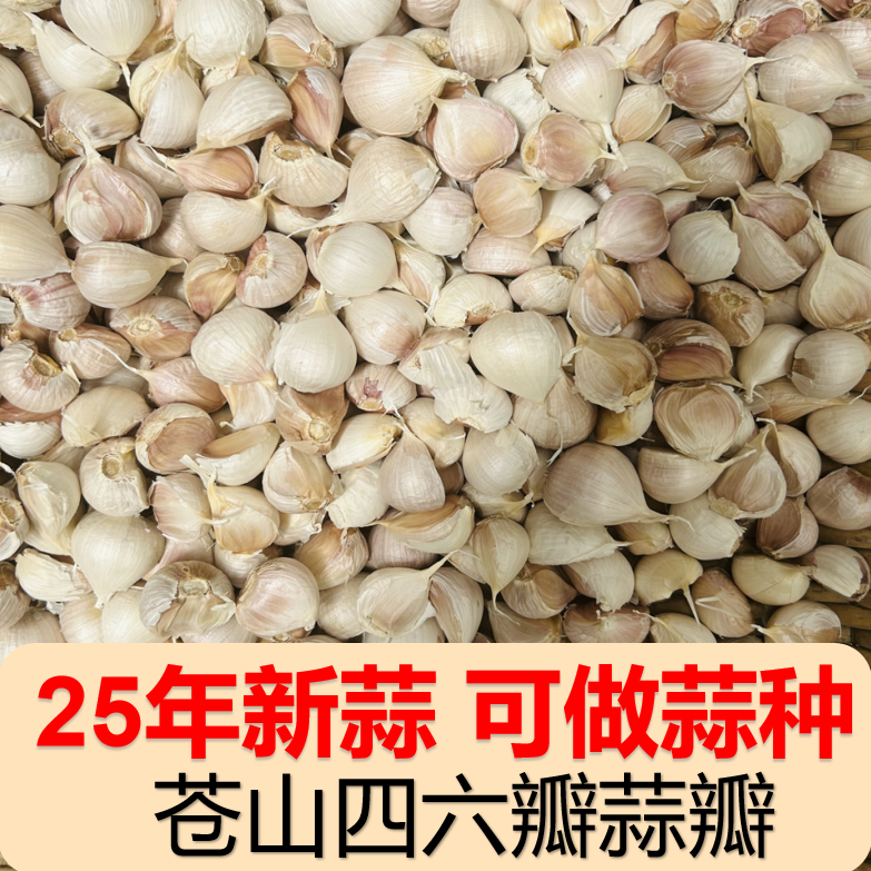 【25年大蒜瓣】苍山四六瓣大蒜蒜瓣老品种新干蒜泡蒜可做蒜种粘辣