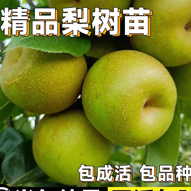 翠冠梨树苗嫁接砀山梨秋月梨黄金梨果苗盆栽地栽南方北方四季种植