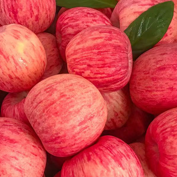 陕西 洛川原产地精品红富士苹果 脆甜多汁 新鲜水果 产地直发