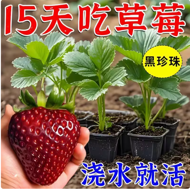 (20天结果)奶油草莓秧苗盆栽四季草莓苗南方北方特大号草莓苗带果