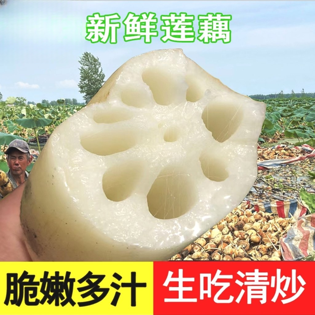 湖北莲藕脆藕莲藕新鲜现挖现发洪湖莲藕应季九孔脆藕新鲜蔬菜水果