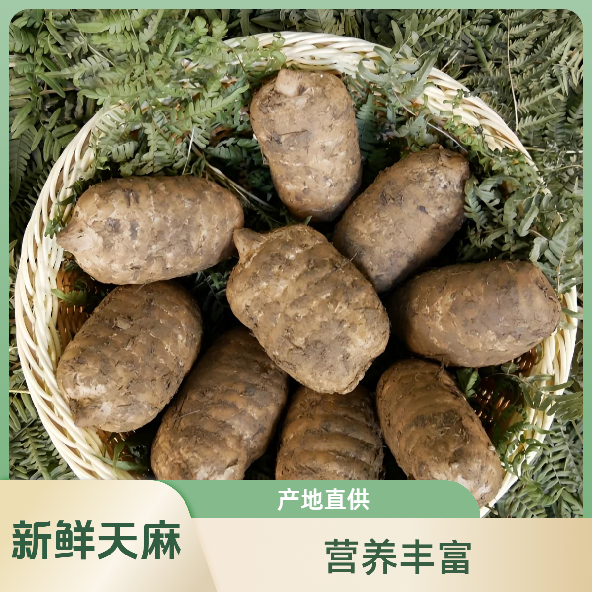 现挖鲜天麻毕节高山老品种鲜天麻煲汤泡酒高营养产地直销1斤3斤装