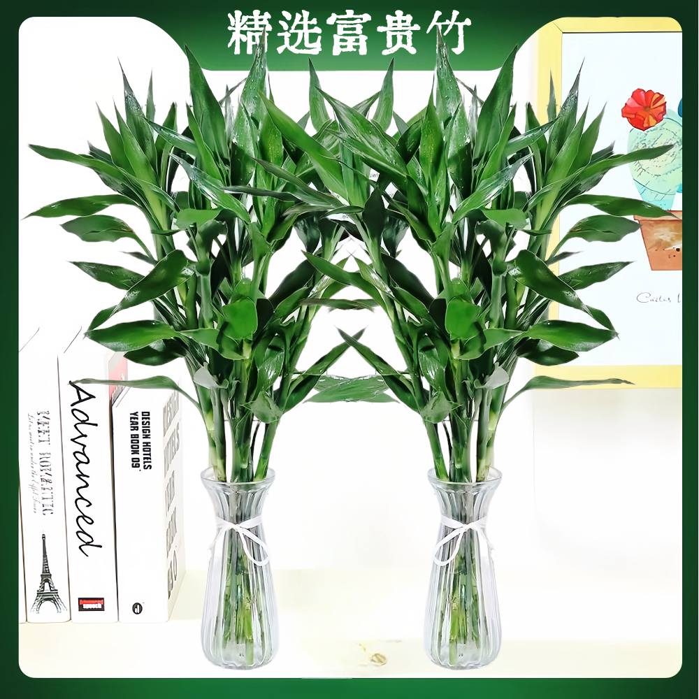 富贵竹水培植物室内客厅转运竹龙竹观音竹办公室桌面绿植四季盆栽