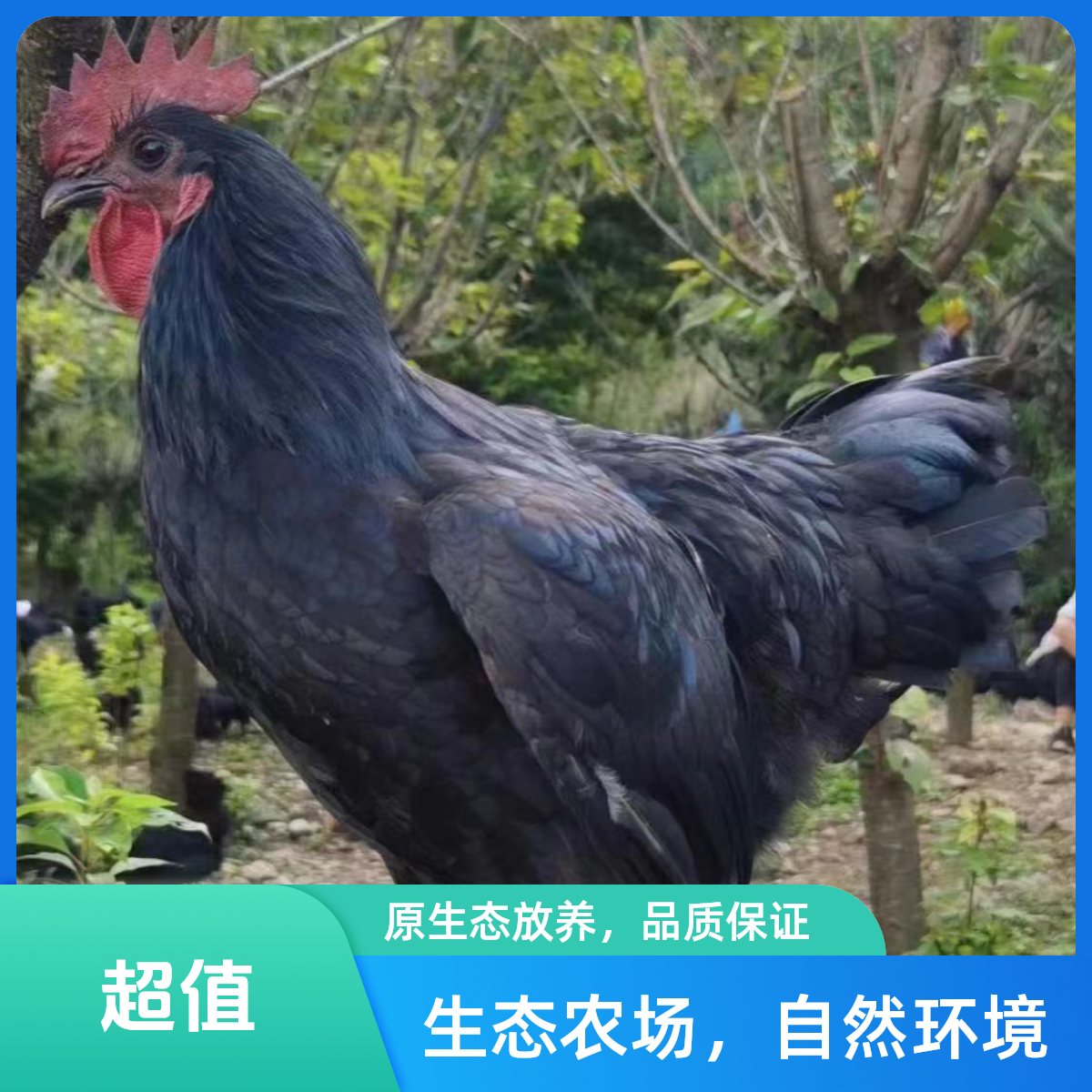 【守乡姐弟】粮食放养的跑山鸡  品种随机发货（省外京东空运特快）