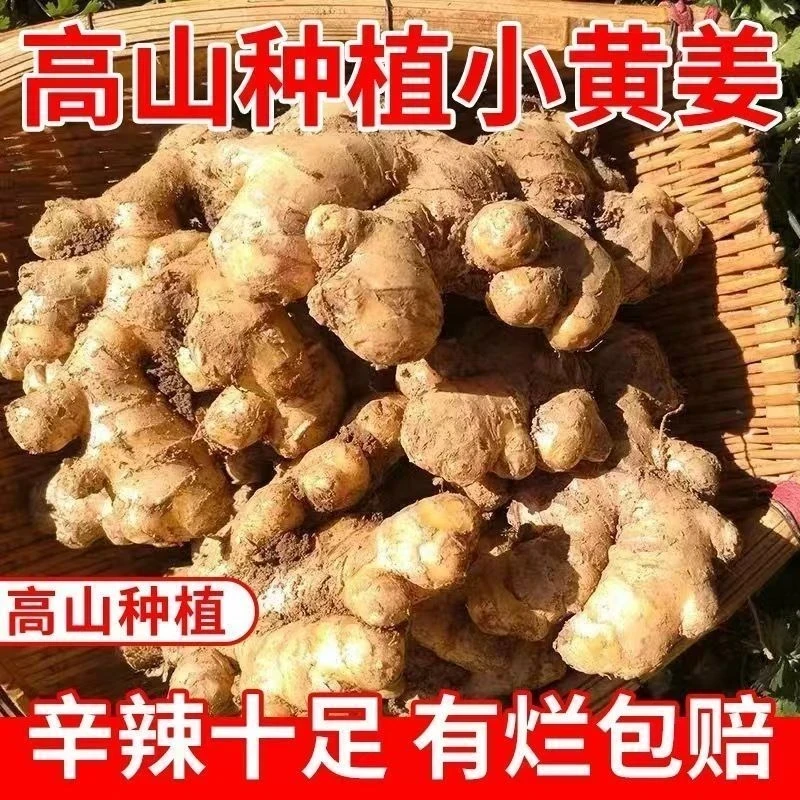 【产地直发】高山小黄姜 姜香浓郁 产地直发 