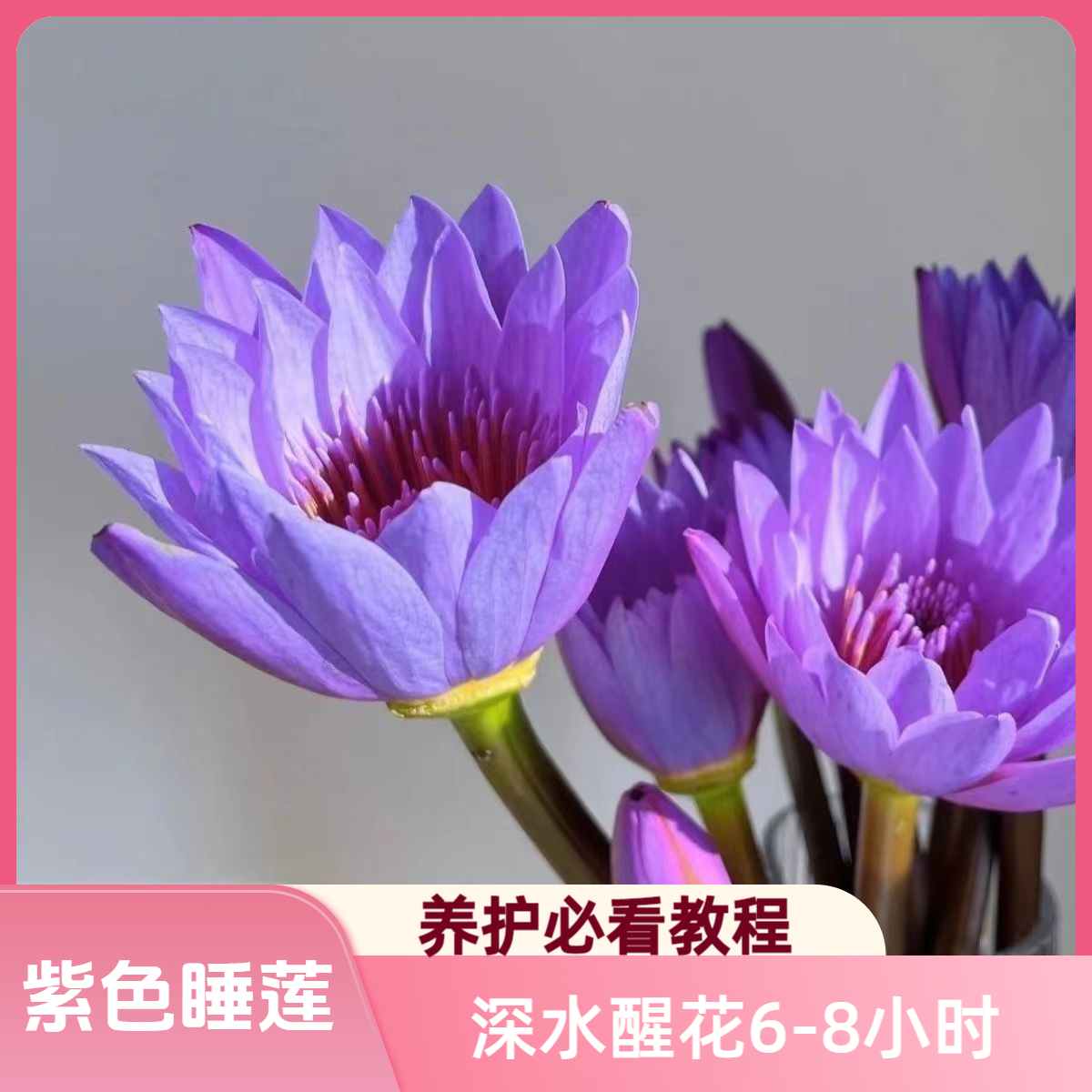 紫色睡莲鲜花-广州基地直发水生热带植物家庭室内插花花卉