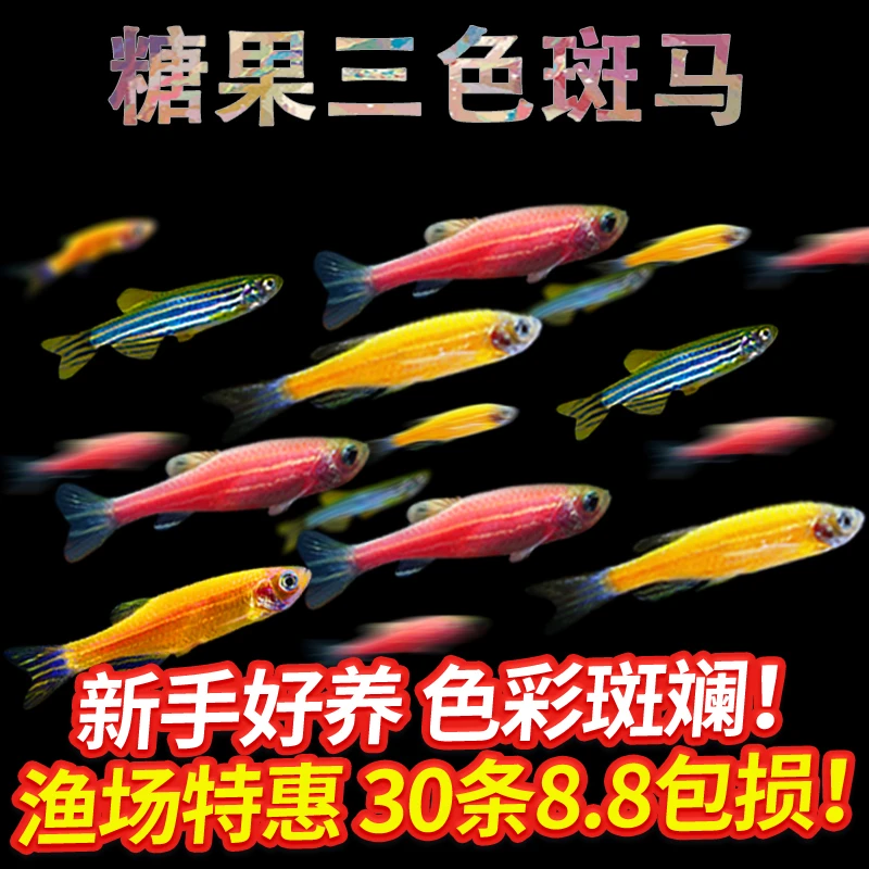 好养耐活斑马鱼热带观赏鱼孔雀鱼红绿灯鱼淡水金鱼苗小型灯科小鱼