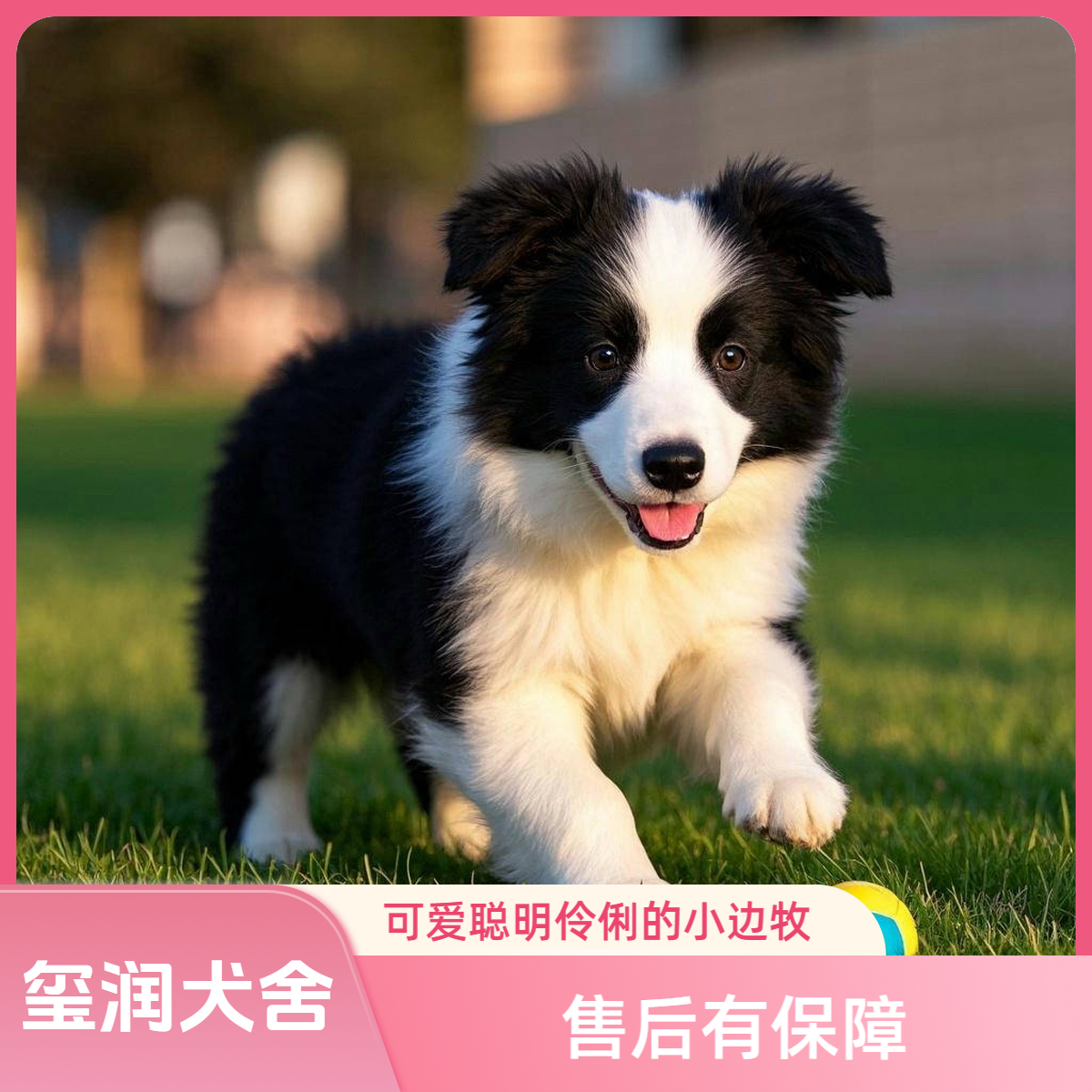 【玺润犬舍专属】边牧犬宠物狗活体狗狗全款安哥拉链接比格犬