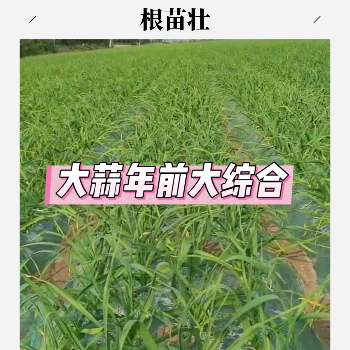【大蒜根苗壮】大蒜年前生根防冻防并营养壮苗年前大综合叶面组合