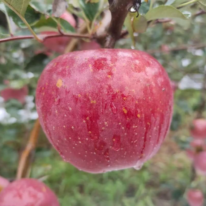 云南昭通高原冰糖心丑苹果清脆可口营养丰富