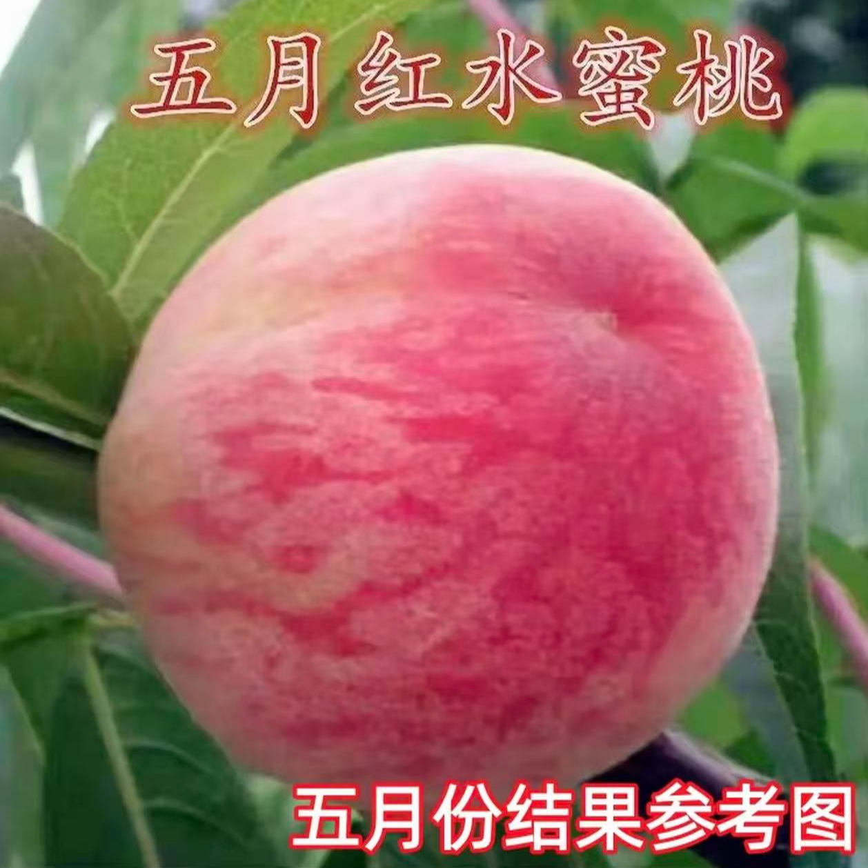 桃树苗嫁接五月红水蜜桃苗南北方庭院盆栽地栽甜脆大果早熟果树苗