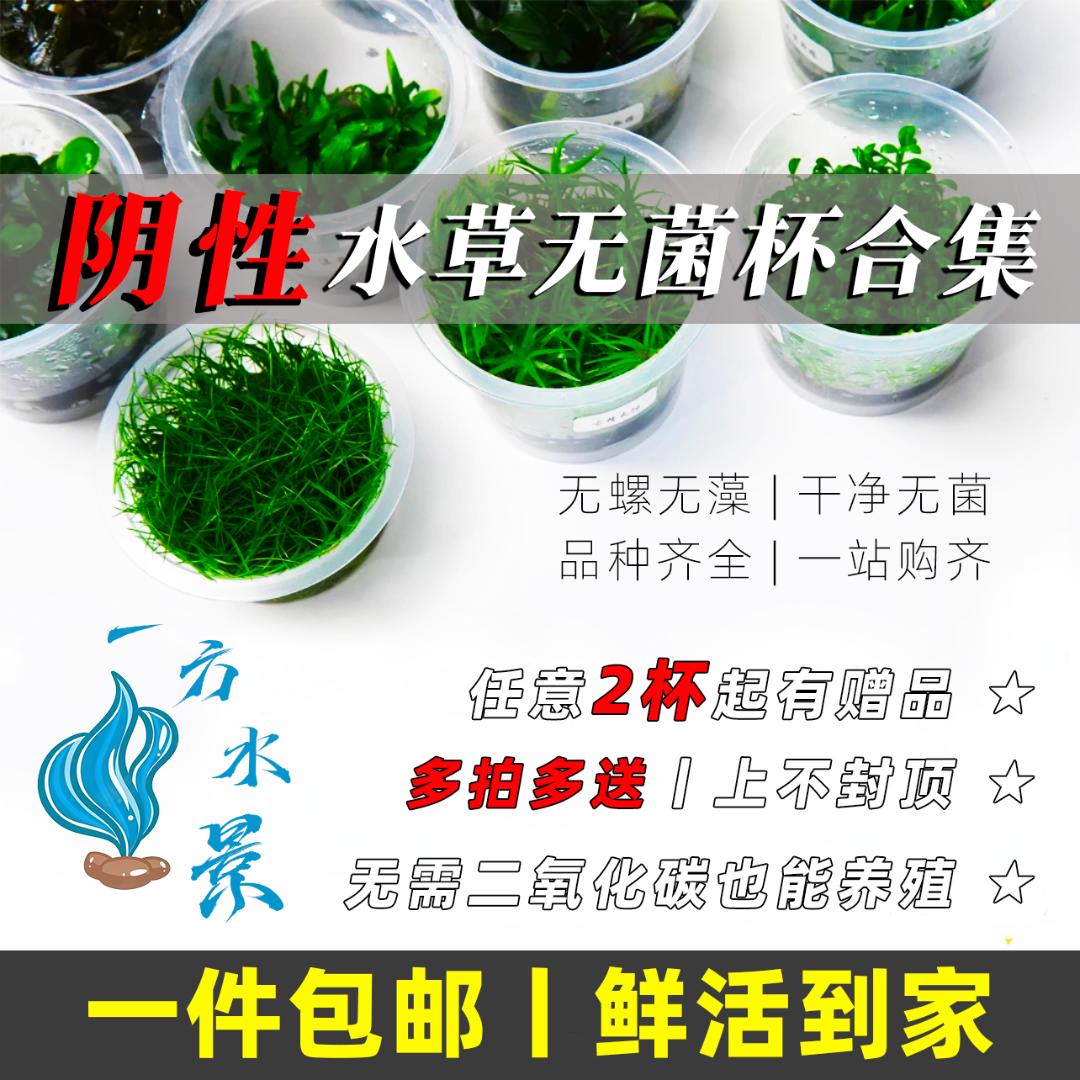 阴性水草大全无菌杯合集鱼缸造景前景草坪矮珍珠草高珍珠中景后景