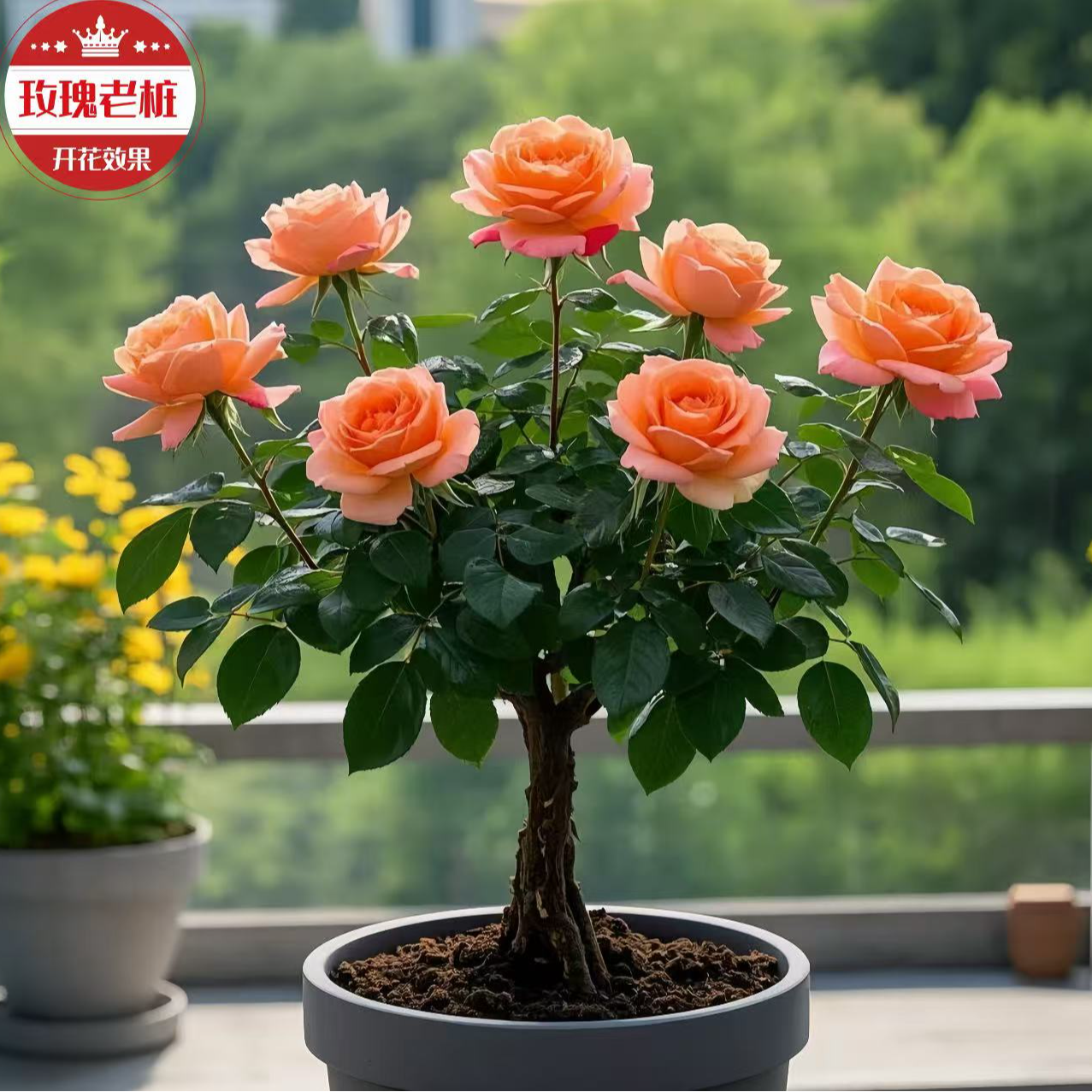 【新疆包邮】 精选2棵四季循环开花高端云南浓香型玫瑰老桩盆栽花卉