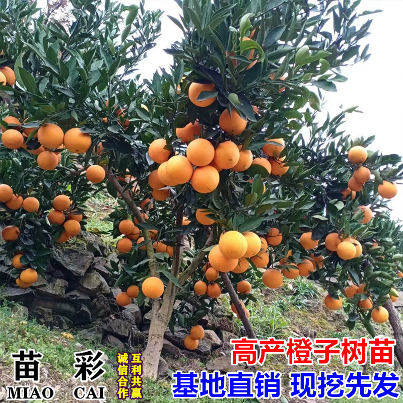 脐橙苗纽荷尔脐橙苗嫁接橙子树苗南北方种植果树果苗当年结果