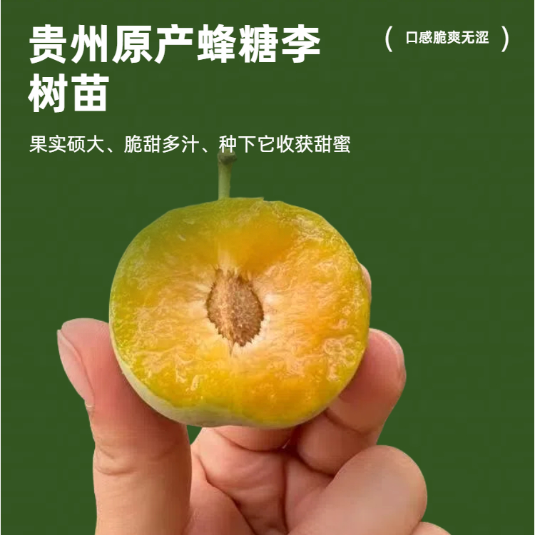 六马蜂糖李树苗原产地嫁接苗正宗苗木蜂糖李子树苗裸根保湿发货