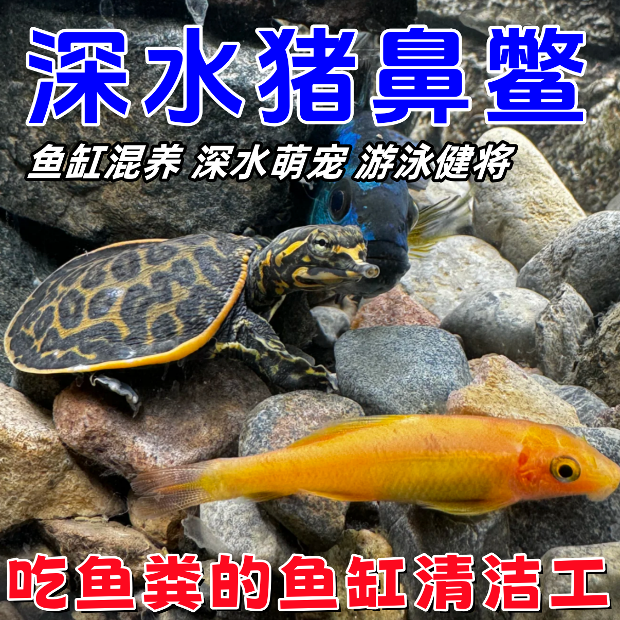 深水珍珠鳖猪鼻鳖鱼缸混养美国鳖甲鱼活体小乌龟活物混养观赏宠物