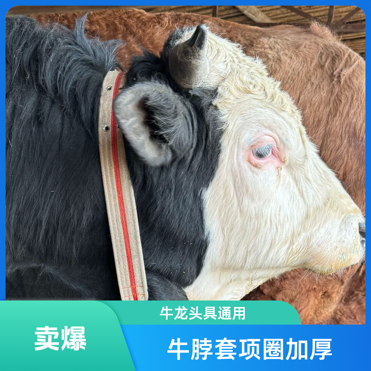 加厚牛脖套牛龙头栓牛脖套牛项圈牛笼头羊脖套通用育肥牛犬用项圈