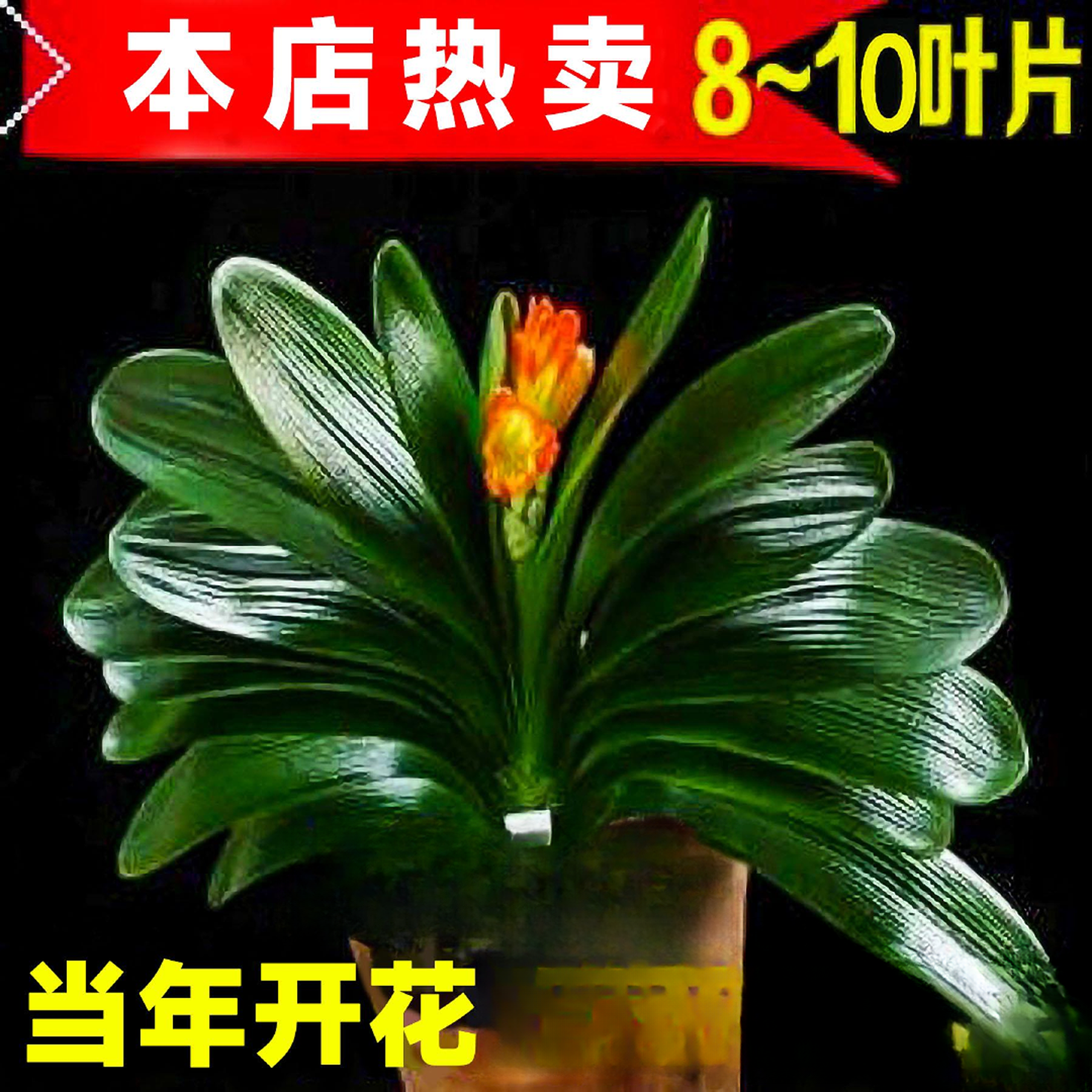 君子兰盆栽老苗四季好养多肉花卉绿植物室内圆头和尚大小苗