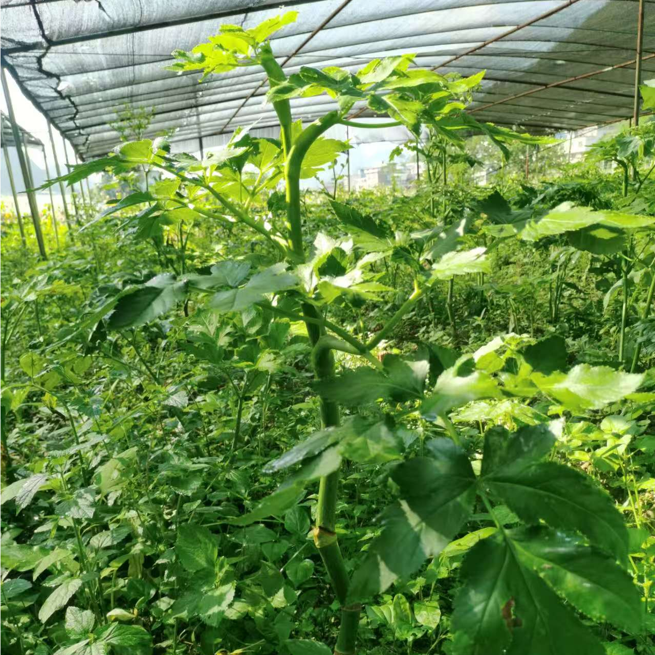 咸草王长寿草神仙草小苗原土盆栽四季易种活室内外盆栽花卉