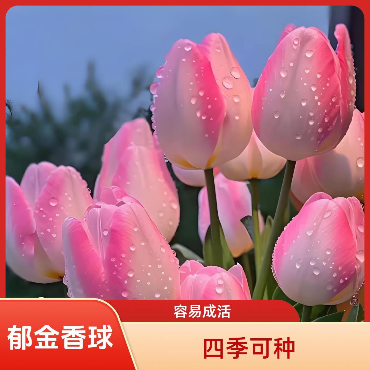 郁金香种球水培花卉植物室内花种子盆栽花苗土培水养带芽多季开花