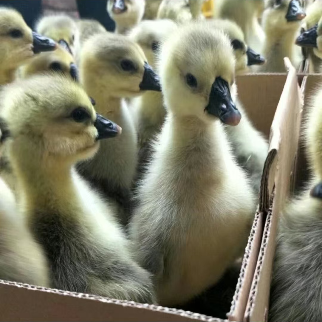 三两（左右）（特大狮头）娥大品种顺丰速运包邮宠物凤头禽业