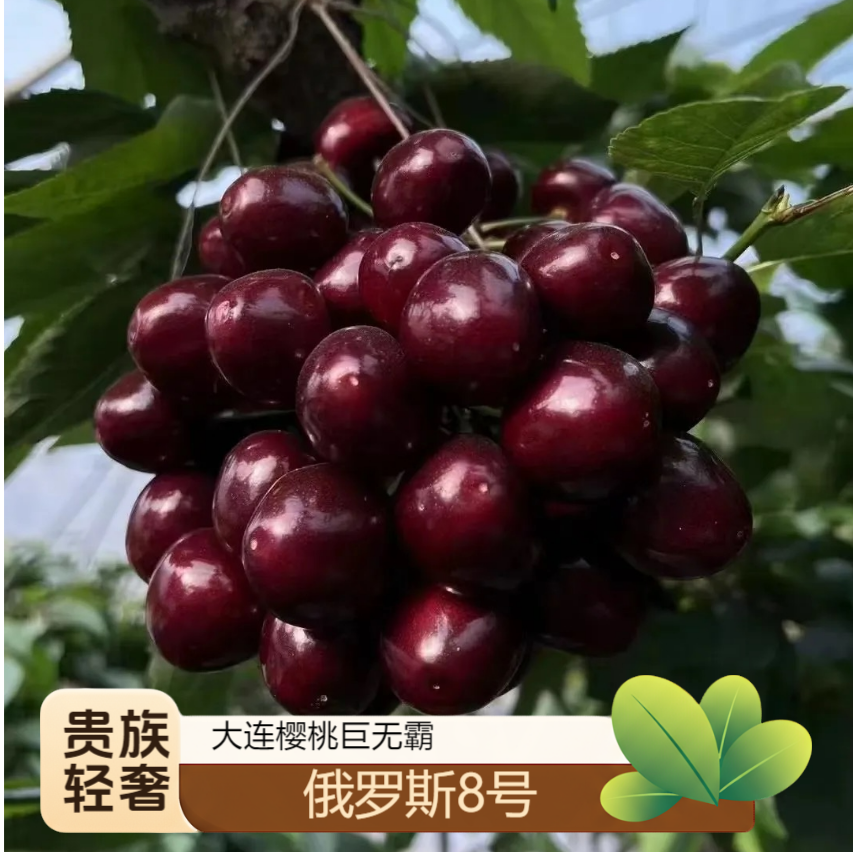 【果王升级巨无霸】大连精品俄8樱桃产地直发3/5斤新鲜水果顺丰空运