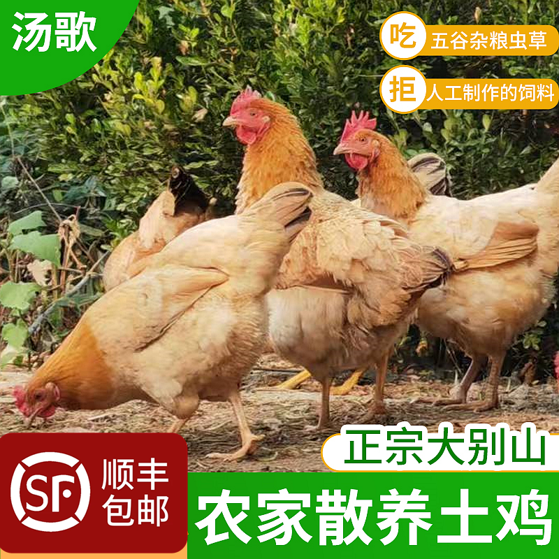 正宗大别山区安庆宿松农村农户自然散养老母鸡大公鸡跑山鸡童子鸡