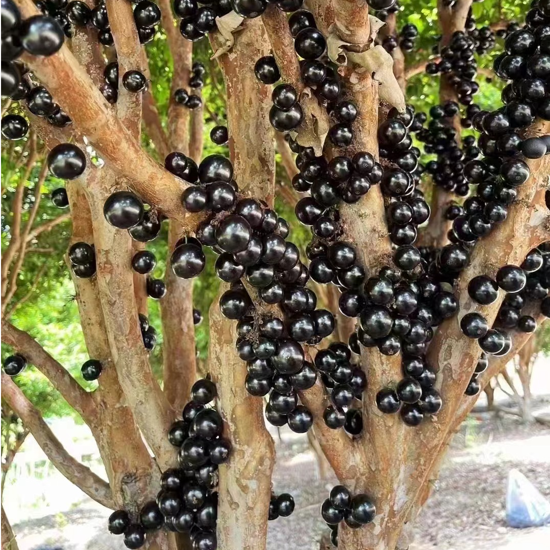 嘉宝果树苗树葡萄四季艾斯卡可种适合南北方庭院阳台盆栽