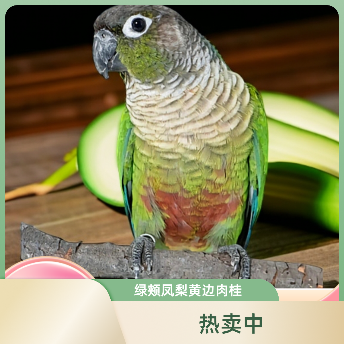手养鹦鹉，绿颊，凤梨，黄边，肉桂