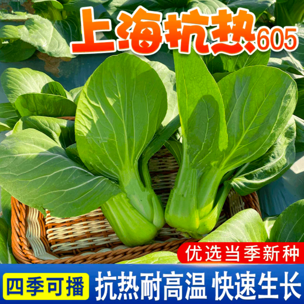 厂家正品绿娜青梗菜抗热605青菜种子  夏季耐热阳台蔬菜