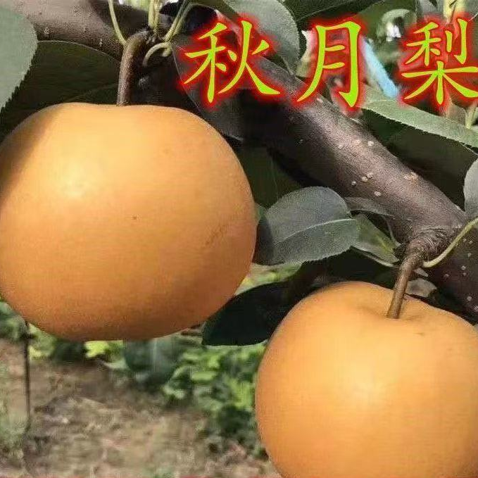 嫁接耐寒秋月梨果树苗南方北方四季种植梨树苗盆栽地栽砀山梨树苗