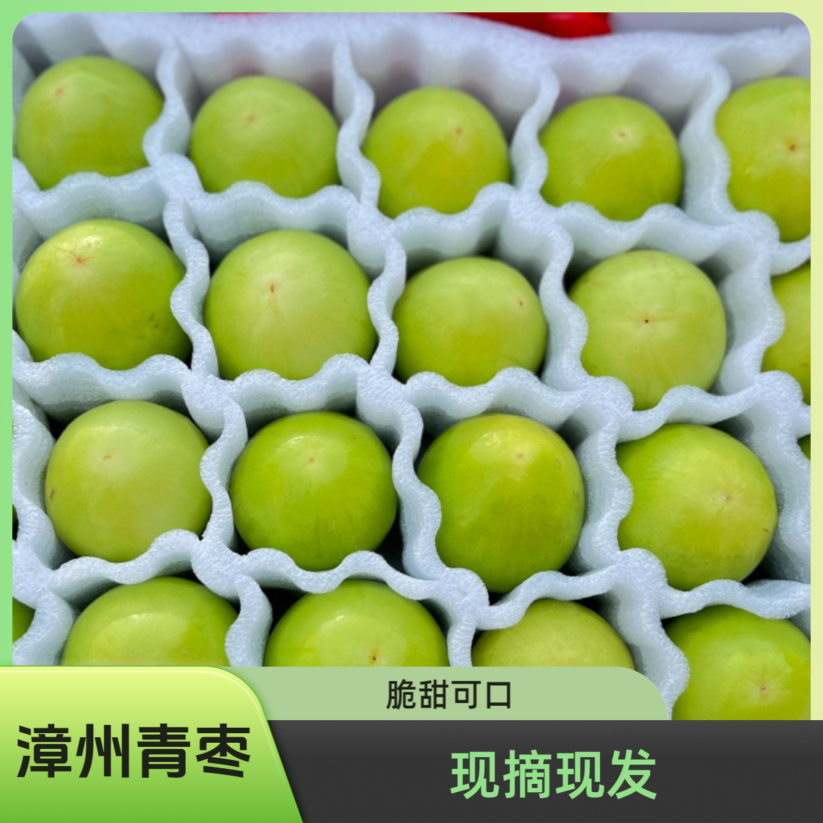 【福建漳州牛奶青枣】现摘现发脆甜清脆爽口