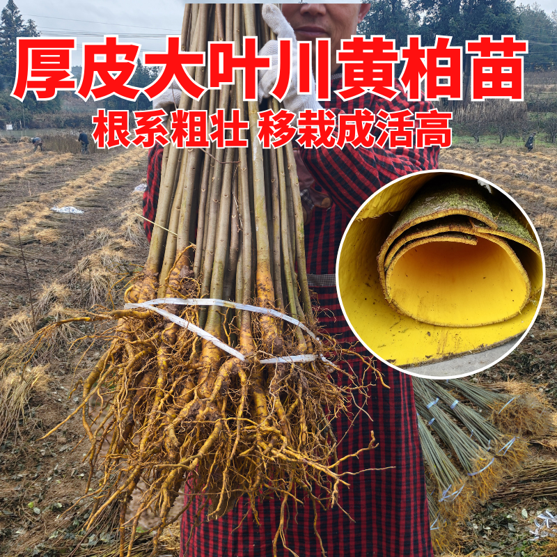 【黄柏苗批发】正宗四川黄柏树苗厚皮剥皮大叶基地现挖现发南北可种