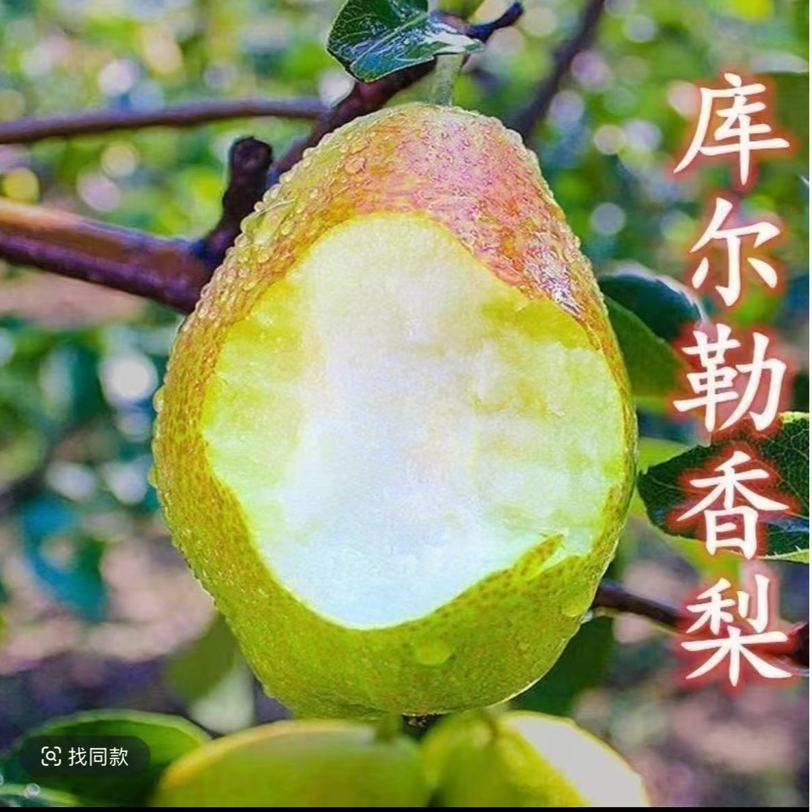 梨树苗嫁接特大库尔勒香梨树果苗盆栽地栽庭院南北方种植带土带叶