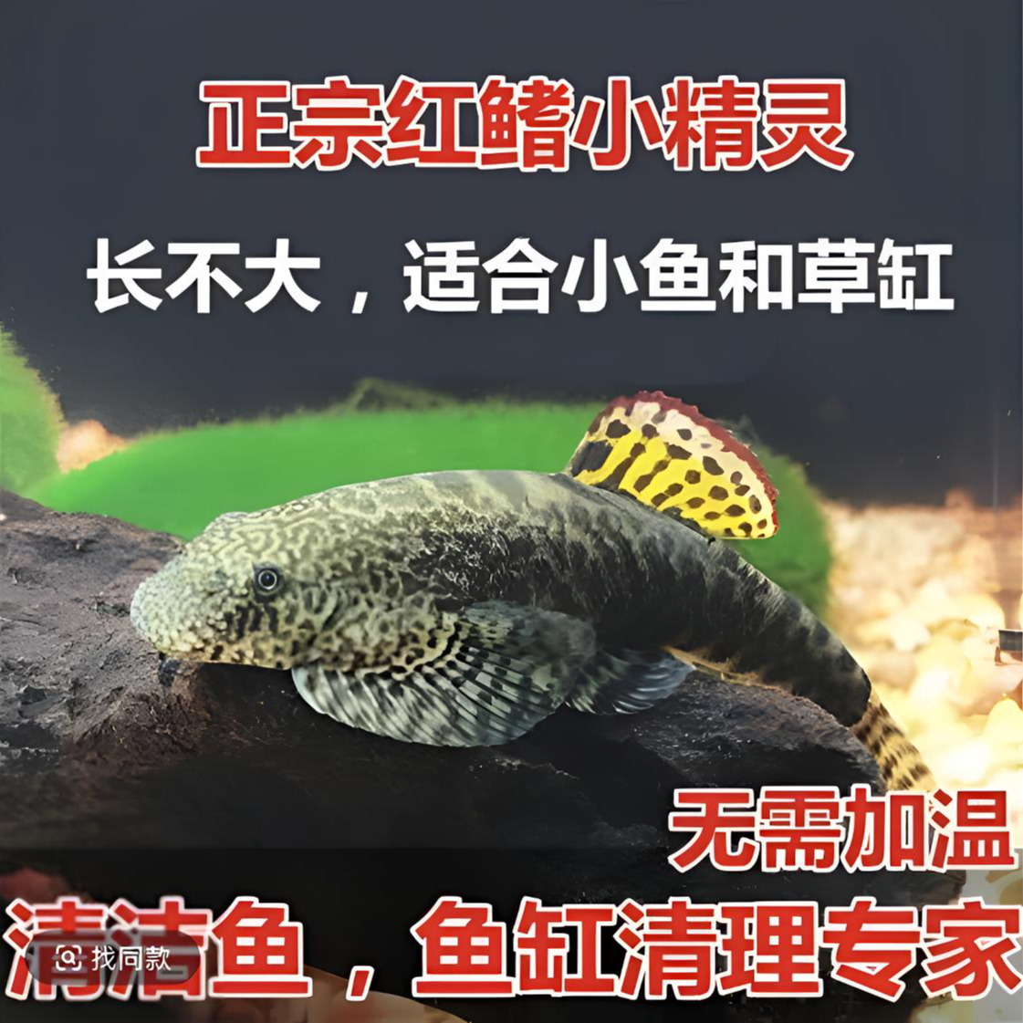 红鳍小精灵 冷水清洁鱼 清道夫工具鱼 擦玻璃吃垃圾 皮实好养小型